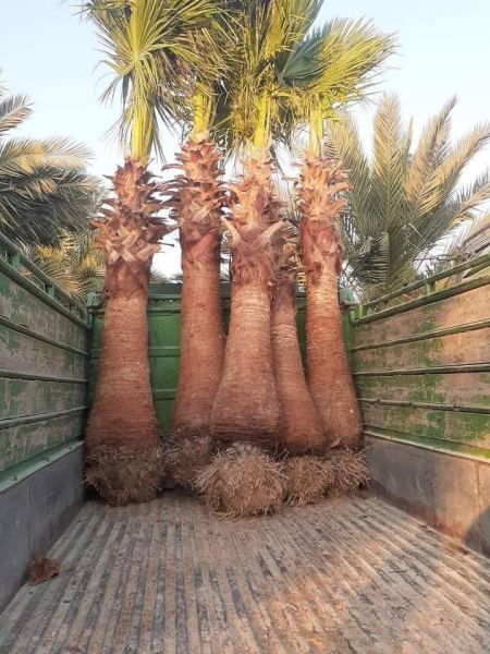 تكريب نخيل الرياض 0542527164