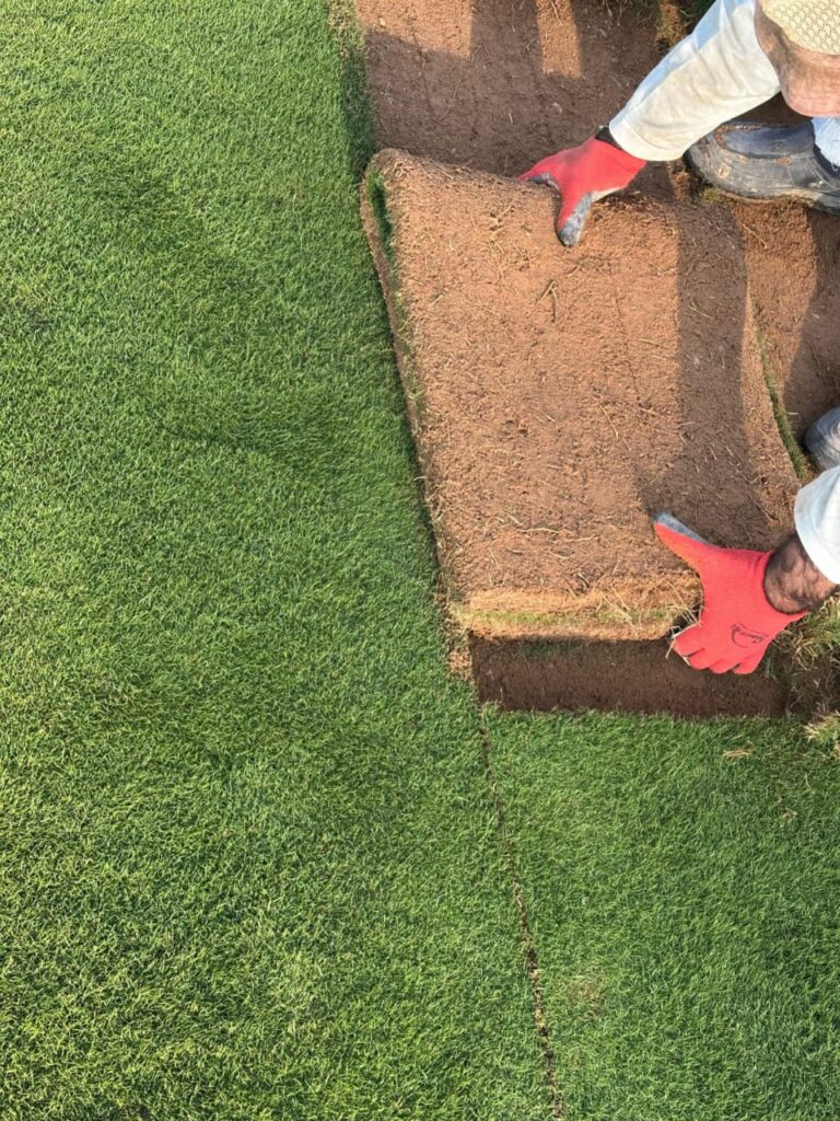 زراعة ثيل طبيعي بالرياض