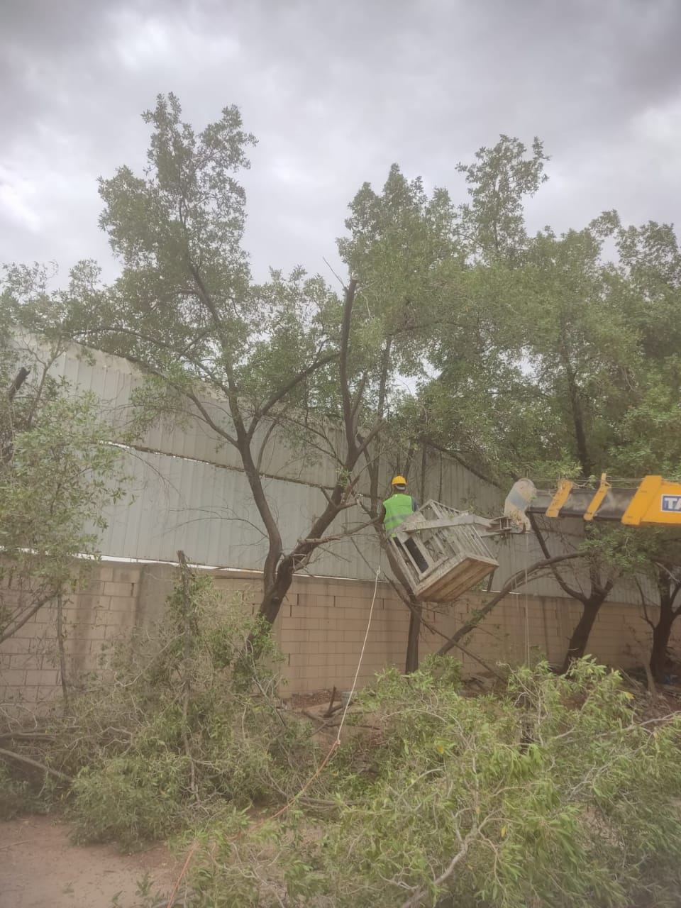 إزالة الأشجار بالرياض 0542527164