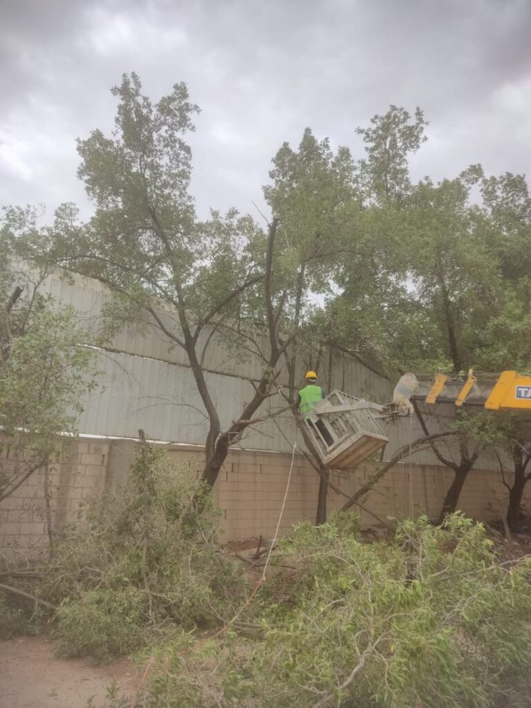 قص الأشجار بالرياض