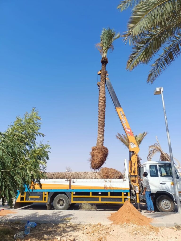 شركة تكريب نخيل بالرياض