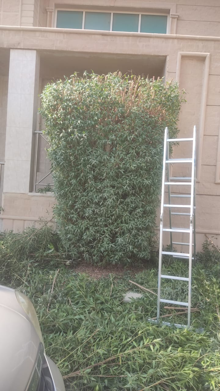 قص الأشجار بالرياض 0542527164