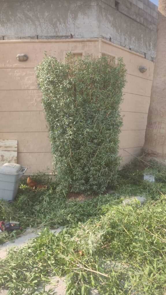 إزالة الأشجار بالرياض