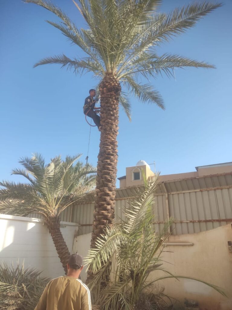 شركة تكريب نخيل بالرياض
