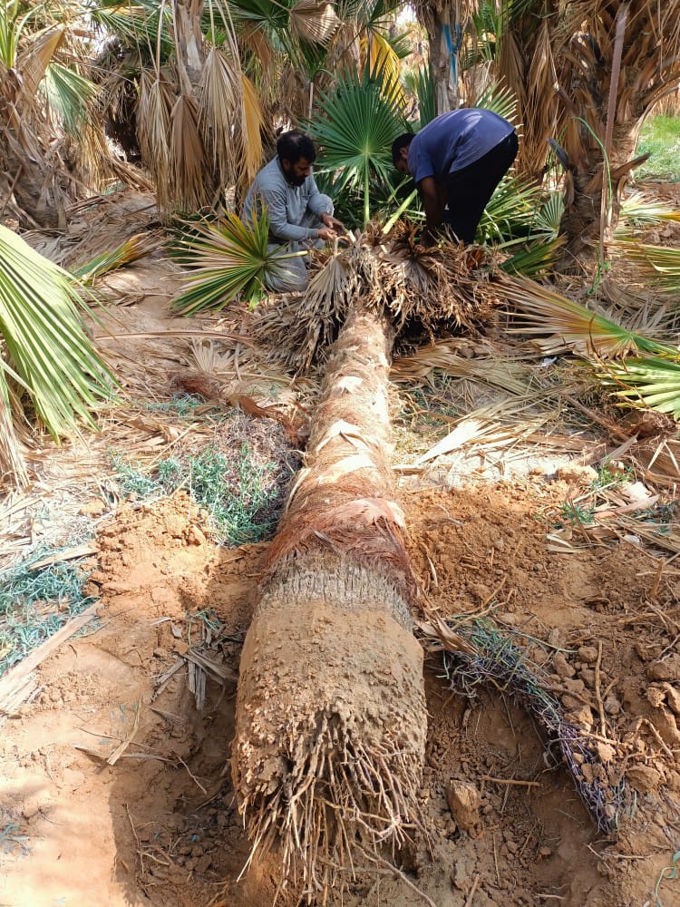 شركة تكريب نخيل بالرياض 0542527164