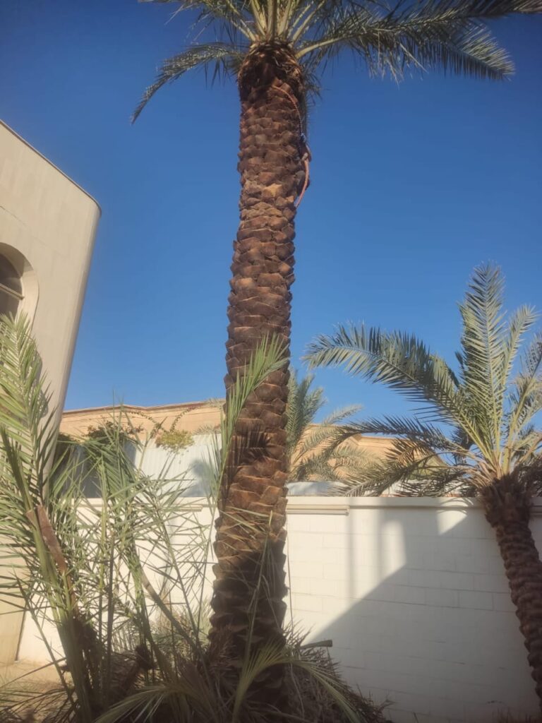 تكريب نخيل الرياض