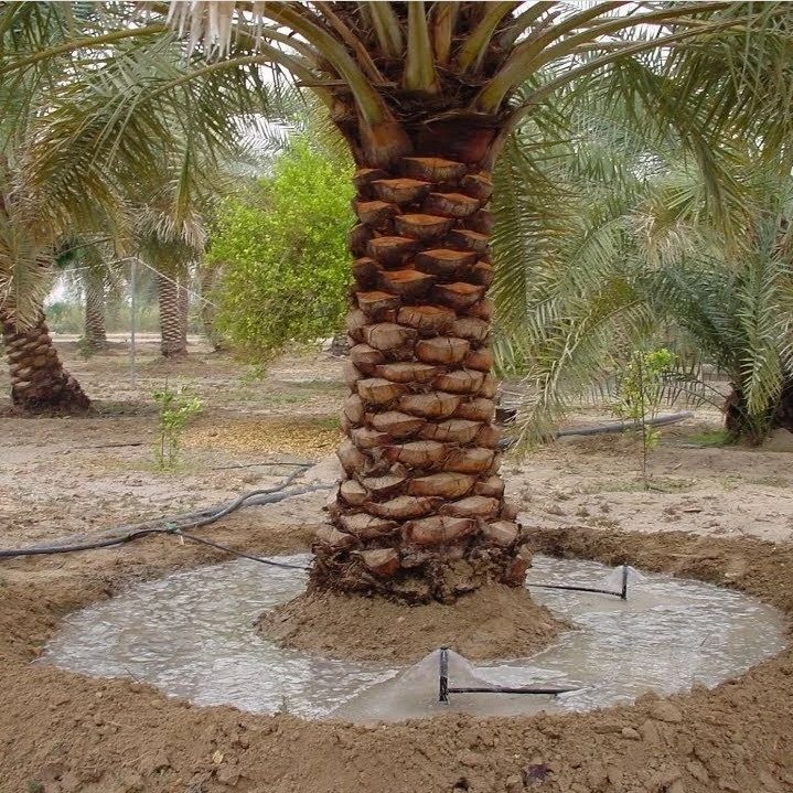 قص الاشجار وتكريب النخيل