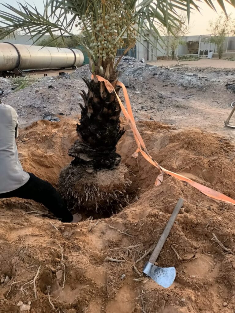 قص نخيل بالرياض