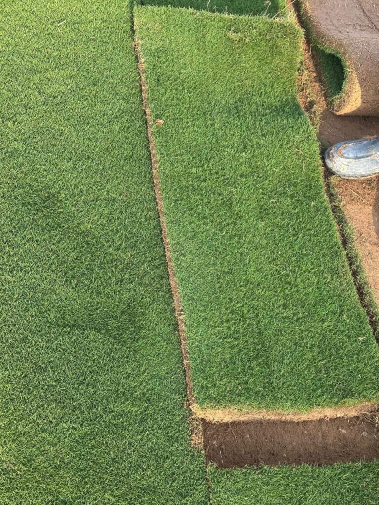 زراعة ثيل طبيعي بالرياض