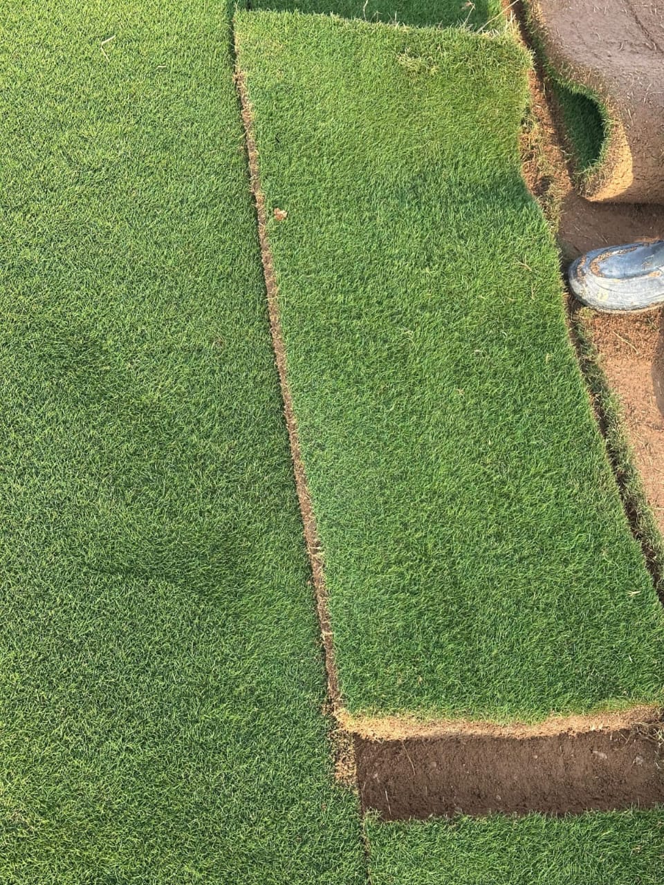 زراعة ثيل طبيعي بالرياض